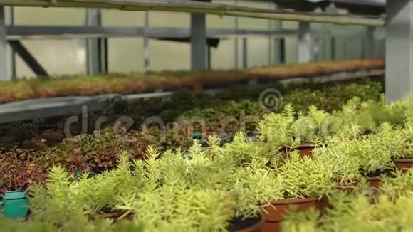 园艺手剪叶用剪刀装饰植物生产业务视频的预览图
