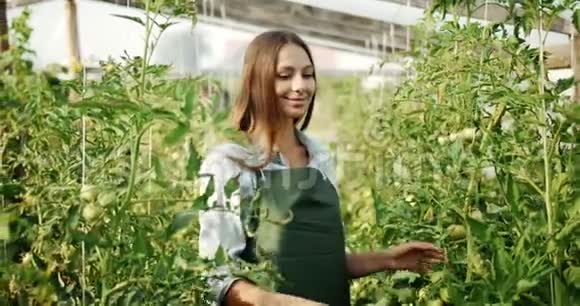 女人在检查植物中的番茄视频的预览图