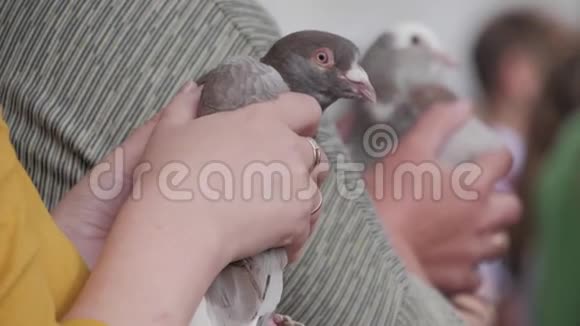 双手紧握着一只鸽子视频的预览图