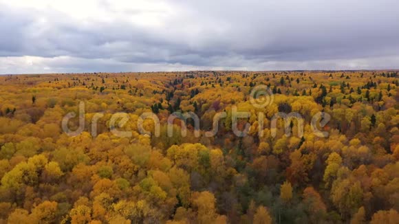 有黄色叶子的树冠秋天落叶林云下森林的空中景色视频的预览图
