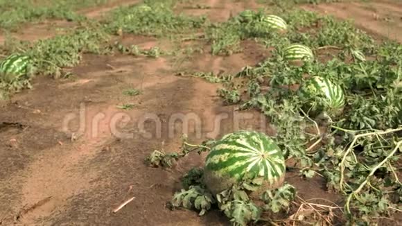 剥开的西瓜在田野上成熟视频的预览图