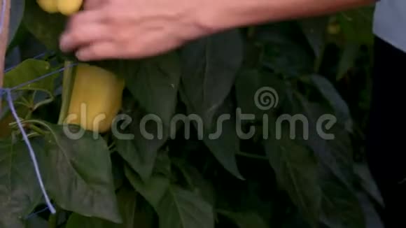 女人的手在温室里捡起成熟的甜椒视频的预览图
