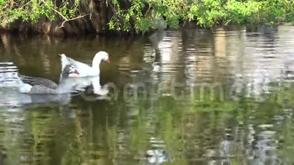 鸭子在湖上游泳视频的预览图