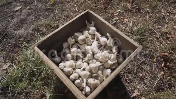 在木箱里放了很多有机成熟的大蒜健康的生活方式观念视频的预览图