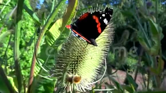 夏天的蝴蝶视频的预览图