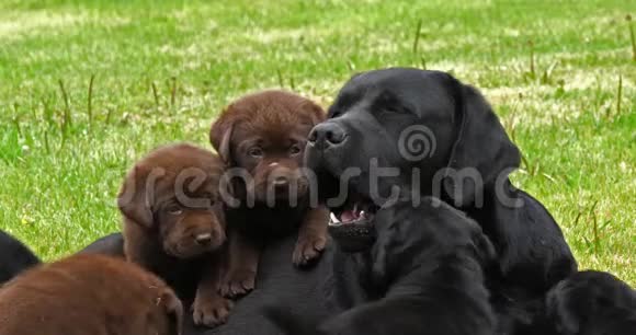 黑色拉布拉多猎犬草坪上的黑和棕色小狗雅望诺曼底慢动作视频的预览图