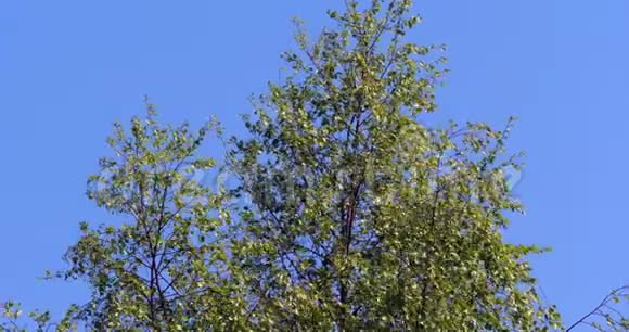 蓝天背景下的树风诺曼底慢动作视频的预览图