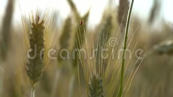 一只小红甲虫爬在小麦的耳朵上在夏天的一天在田野里随风摇摆视频的预览图