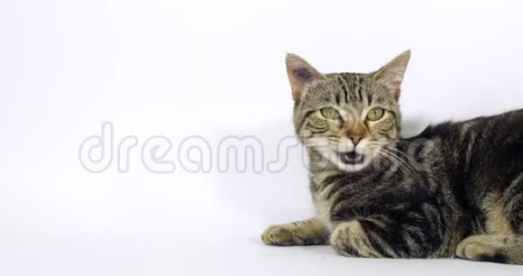 布朗塔比家猫白色背景下的一个女人的肖像喵喵叫慢动作视频的预览图