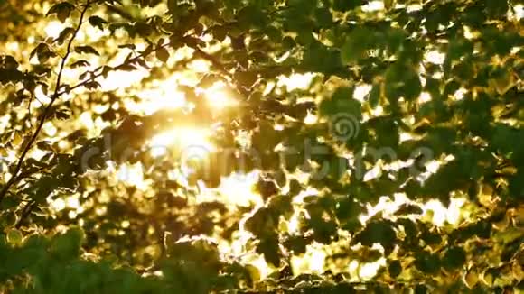 清晨的太阳从树上升起视频的预览图