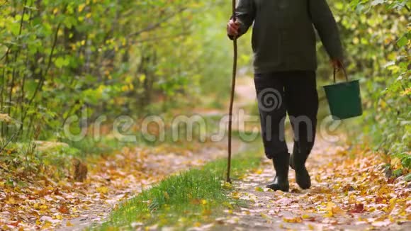 一位年长的采蘑菇者穿过秋天的森林寻找蘑菇视频的预览图