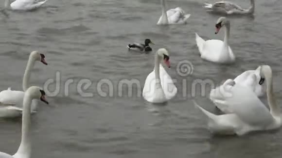 天鹅漂浮白色天鹅视频的预览图