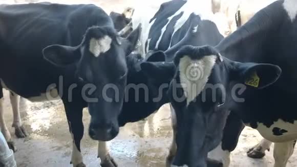 维多利亚州大洋路上的一个奶牛场关闭了三头奶牛视频的预览图