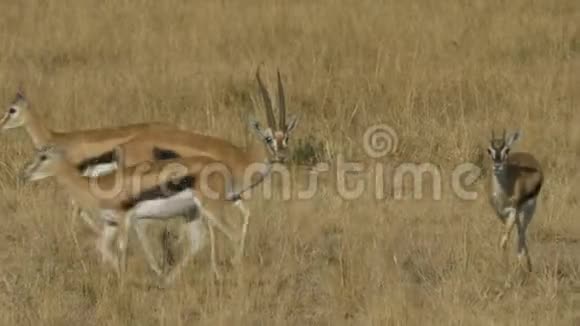 一个汤普森瞪羚巴克和几个在马赛马拉游戏保护区做视频的预览图