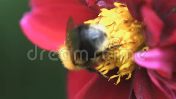 蜜蜂在花蕊上视频的预览图