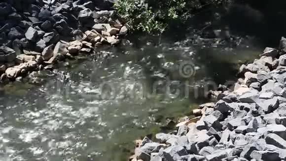 河水在阳光的照射下快速流动大自然视频的预览图