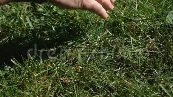 男性手抚摸田野草地乡村休憩大地能源农业视频的预览图