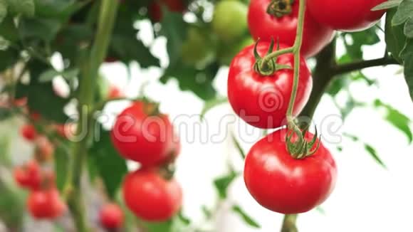 雄性手在花园里收获成熟的西红柿视频的预览图