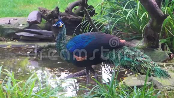 绿色爪哇孔雀饮用水美丽的彩色鸟从爪哇在印度尼西亚热带濒危动物物种视频的预览图