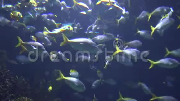 热带鱼在水下视频的预览图