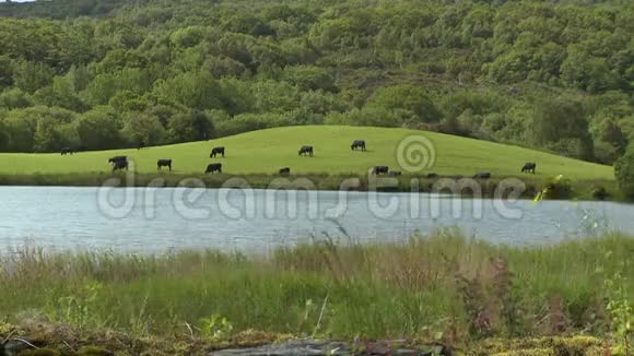 黑牛在湖边的田野里放牧视频的预览图