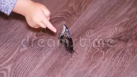特写镜头一个小女孩孩子触摸一只巨大的活的热带蝴蝶在室内在公寓里检查它尤利西斯视频的预览图