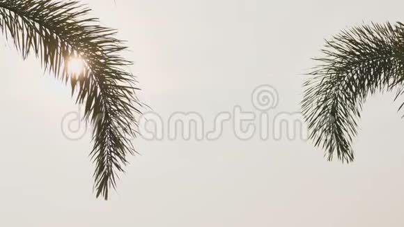 傍晚印度的棕榈树枝视频的预览图