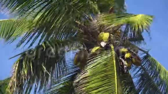 顶天立海的棕榈树视频的预览图