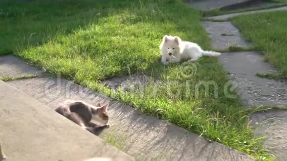 灰猫坐在院子里的混凝土走道上舔尾巴他的朋友在绿色的草地上玩耍视频的预览图