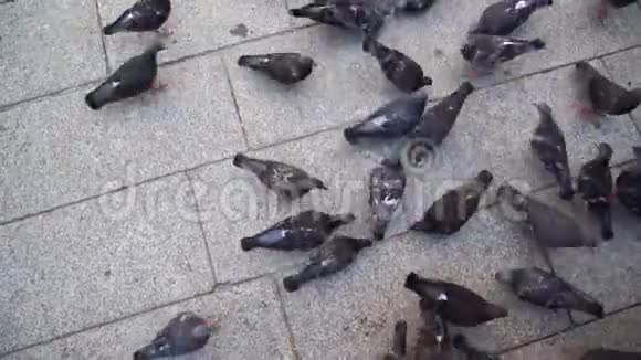 大鸽群在古老的广场近景中寻找种子视频的预览图