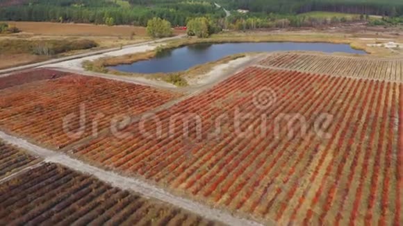 秋天的蓝莓农场雄蜂飞向靠近蓝莓红色灌木丛的灌溉池空中录像视频的预览图