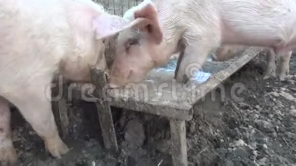 猪贪婪地吃视频的预览图