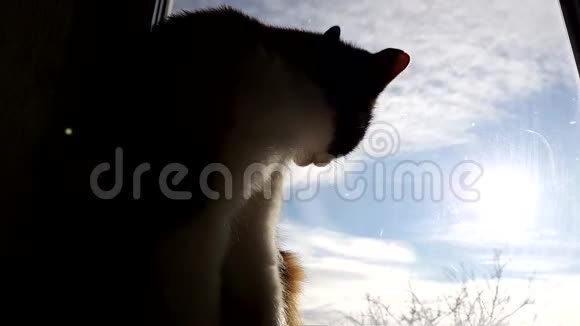坐在窗台上清洁自己的马涅基尼科猫从蓝色的多云天空的窗户看到大太阳视频的预览图
