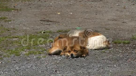 两只小狗睡在车道上视频的预览图