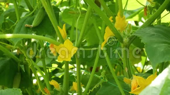 黄瓜的开花授粉和早熟蜜蜂从花飞到花视频的预览图