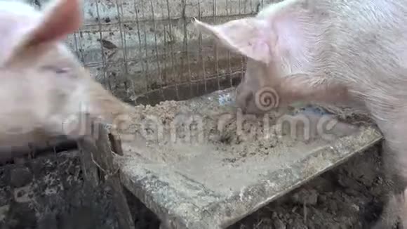 三只猪在吃视频的预览图