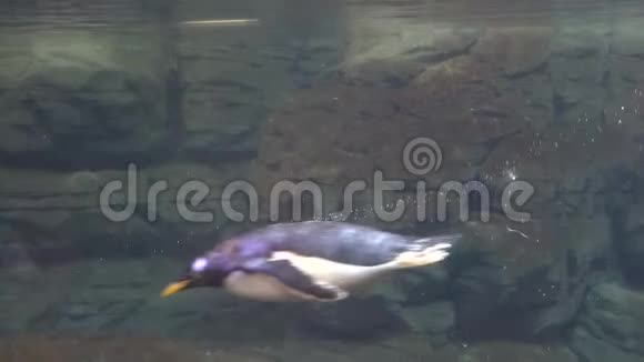 一只企鹅在海底游泳视频的预览图