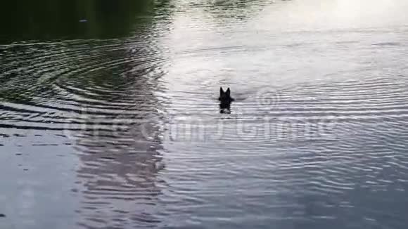 狗种德国牧羊人漂浮在池塘上上岸教育培训视频的预览图