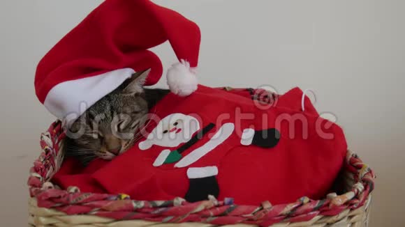 带条纹的猫睡在一个篮子里头上戴着红色圣诞老人帽子裹着一条红色的毯子上面写着圣诞老人的形象视频的预览图