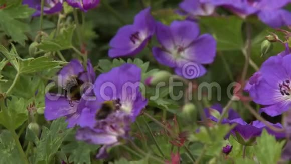 紫天竺葵花上的大黄蜂视频的预览图
