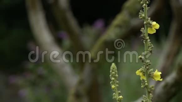 黄柳树树上的苔藓蝴蝶丛视频的预览图