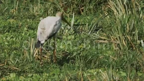 在马赛马拉游戏保护区的沼泽里黄嘴鹳觅食视频的预览图