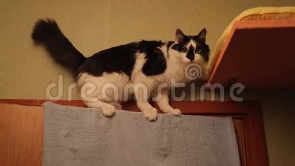 一只欢快活跃的猫在天花板下跳跃猫从门上跳下来视频的预览图