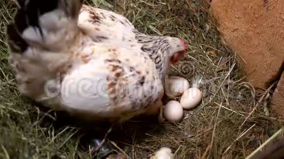 家母鸡坐在巢里的鸡蛋上视频的预览图