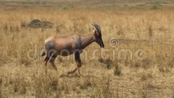 追踪一只托皮羚羊在马赛马拉游戏保护区行走的近镜头视频的预览图
