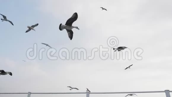 海鸥成群结队地飞在海面上的渡船上视频的预览图