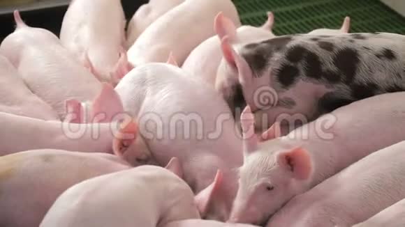猪在养猪场互相推着吃食物一头有黑点的猪猪从槽里吃视频的预览图