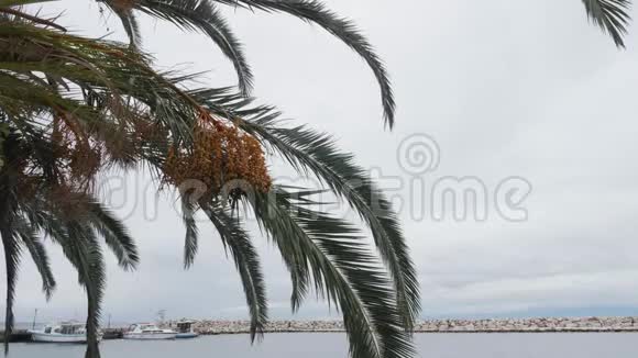 海岸附近橄榄树的枝视频的预览图