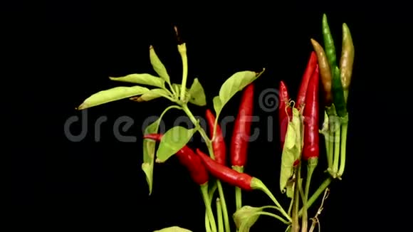 成熟的红辣椒在黑色背景下视频的预览图