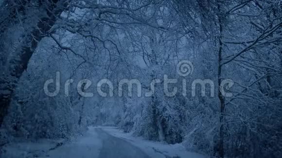 在路上下雪晚上穿过树林视频的预览图